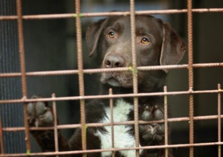 A dog waiting to be adopted.