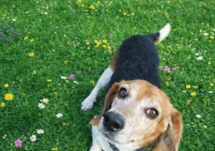 Beagle on a leash looking up at the camera in a meadow with daisies and small yellow flowers.